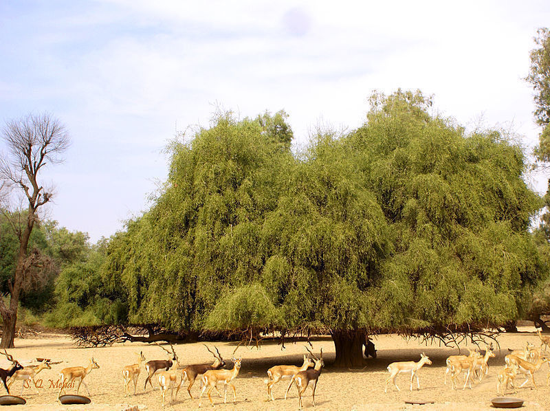 Salvadora Persica