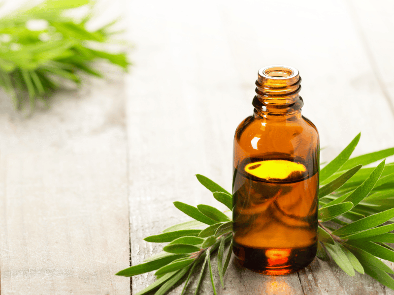 tea-tree pour blanchir naturellement ses dents